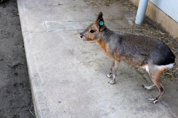 The Patagonian Cavy is a close relative of the Capybara.