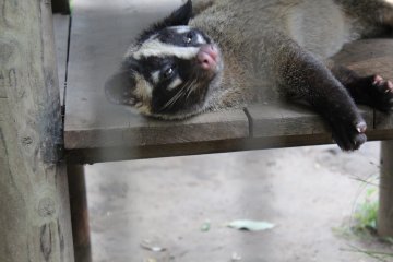 This Masked Palm Civet has such soft-looking paws that I want to touch.