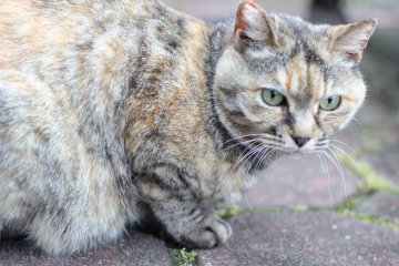 For cat lovers, this park is a true haven! The cats seem to pop up from every bush and scrub.