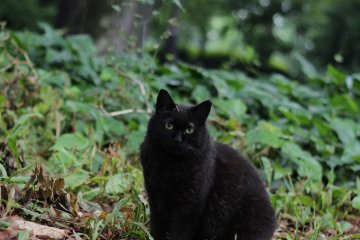 Hiding in the bushes you'll find many felines.