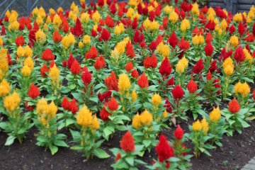 Colorful flower beds are bountiful in the park.