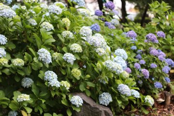Hydrangeas spectacularly bloom during tsuyu (rainy season).