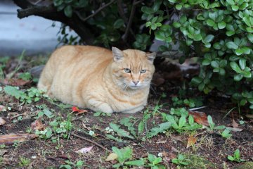 An orange tomcat hiding in the bushes.