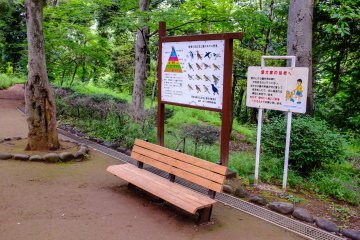 Keep a look-out for some local birds in the park