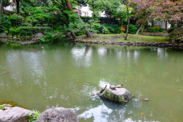 Turtles camouflage themselves amongst the rocks