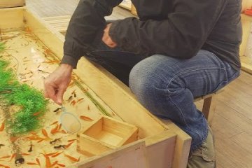 Trying my hand at catching goldfish with a tissue paper scoop