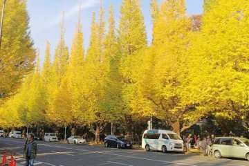 The ginkgo trees on Gaien Ginkgo Avenue