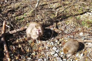 Wild monkeys feeding before hibernation