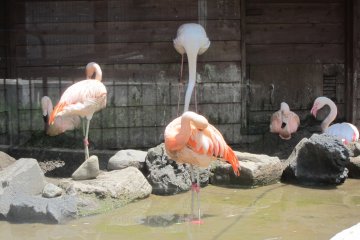 Watching red flamengos