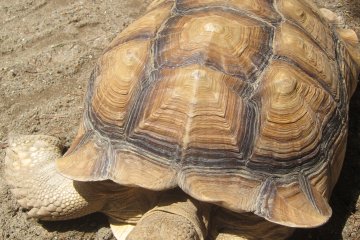 Huge old turtle chilling by