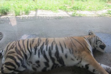 the tiger here is huge, he´s almost 2 metres long and sleeping. wouldn´t like to mess with a beast like this