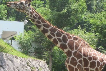 Omoriyama Zoo Akita