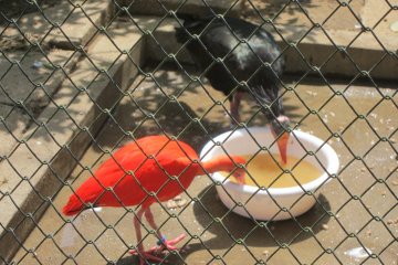 Black and Red is the fashion statement of birds