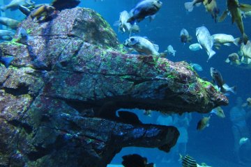 Ikan yang banyak sekali