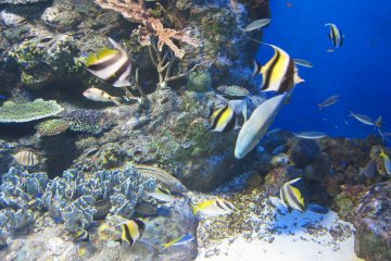 Di mana nemo?