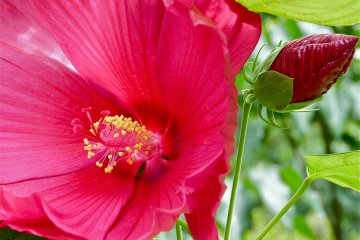 Scarlet hollyhock in the shrine