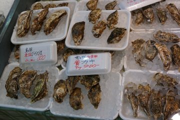 Fresh oysters