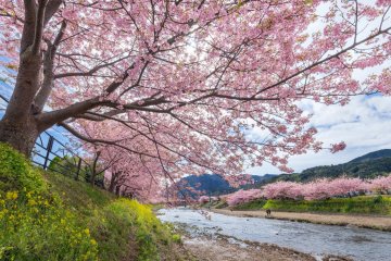 Kawazu, Shizuoka