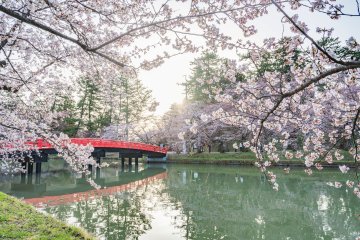 Hirosaki Moat, Aomori