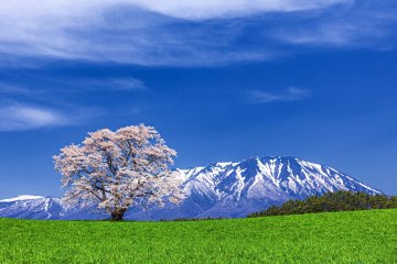Koiwai Farm, Mt. Iwate, Iwate Prefecture