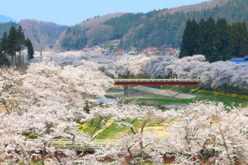 Natsui Senbonzakura, Fukushima