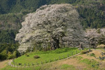 Daigozakura (large cherry blossom tree), Okayama