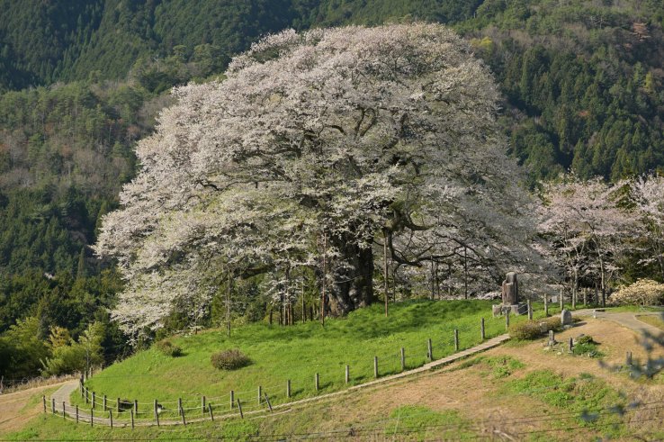 Daigozakura (large cherry blossom tree), Okayama