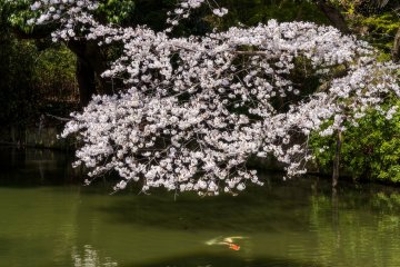 Ritsurin Garden, Takamatsu City, Kagawa Prefecture