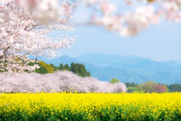 Saitobaru Burial Mounds, Miyazaki Prefecture
