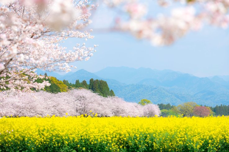 Saitobaru Burial Mounds, Miyazaki Prefecture