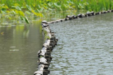 A variety of wildlife can be seen around the pond.