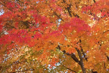"Momiji" leaves in red