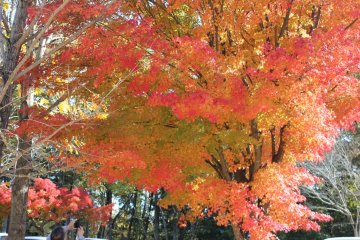 A colorful canopy of leaves