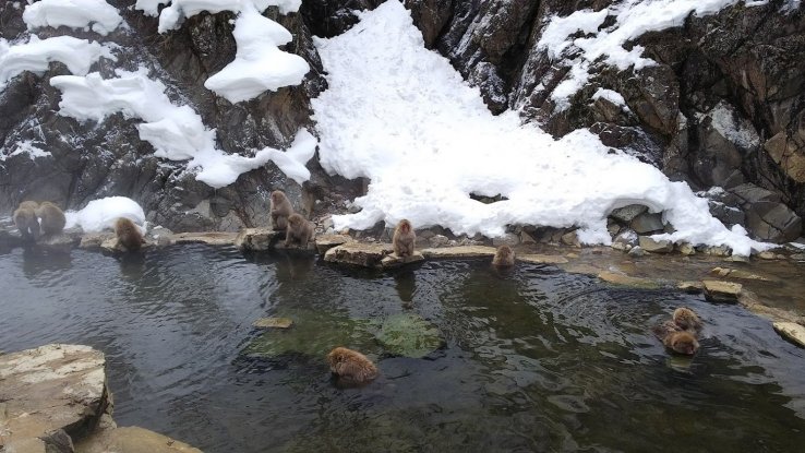 Snow monkeys taking a relaxing bath