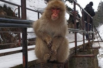 Snow monkeys