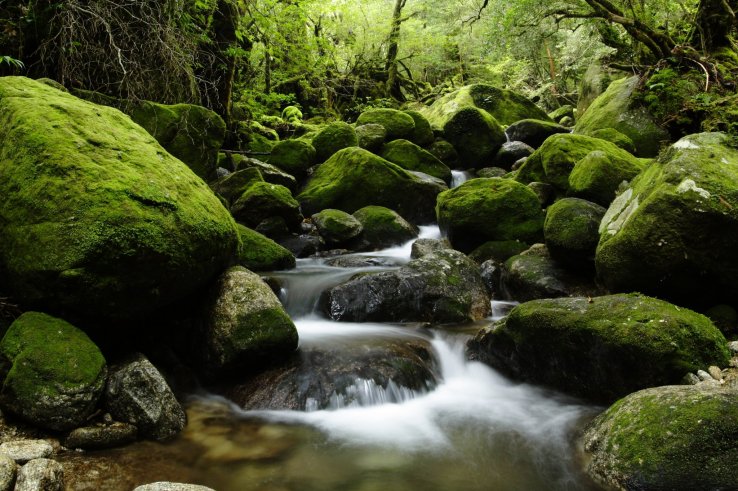 Yakushima forest
