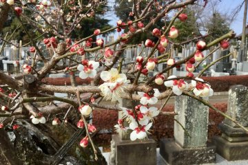Shinkoji Temple's Tough Plum Trees