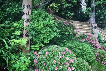 Azaleas outside the entrance to Meimei-an Teahouse
