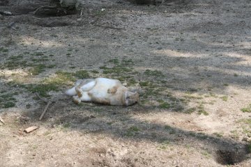 Un lapin qui se repose