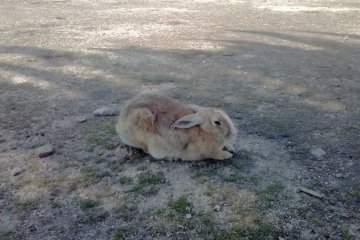 Et encore un lapin