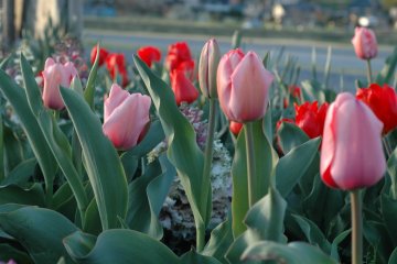 Spring is Kinchakuda's most colorful season
