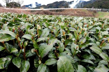 Green tea plants up close