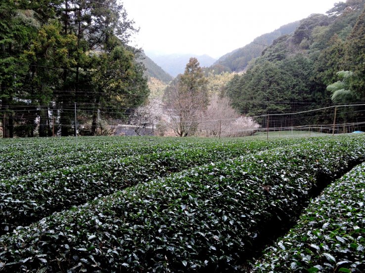 These bushes will produce leaves for matcha