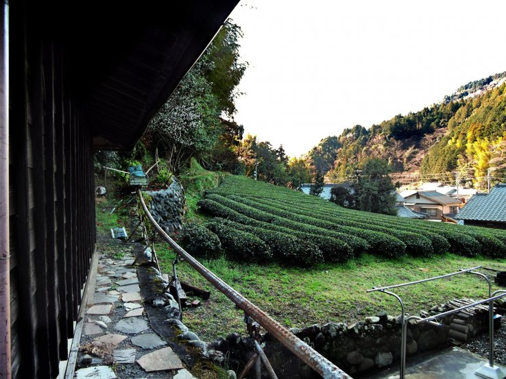 Tea field at Meguri-en Yururi