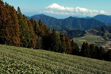 Mount Fuiji and tea fields