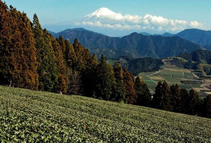 Mount Fuiji and tea fields