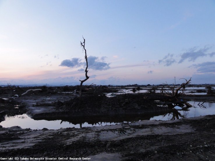 A solitary tree remains standing in the aftermath 