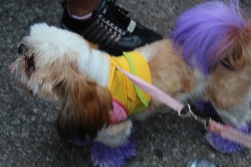 Canines also join in on the fun! This pup is wearing the Brazilian yellow and green (and a funky purple 'do).