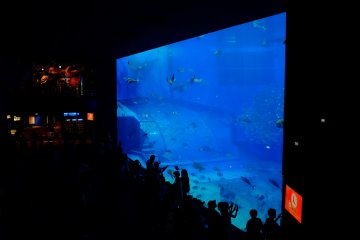 The Kuroshio Sea viewing room is nothing short of spectacular