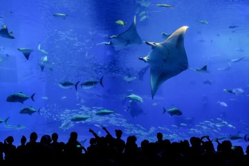 Elegant Rays glide through the tank effortlessly